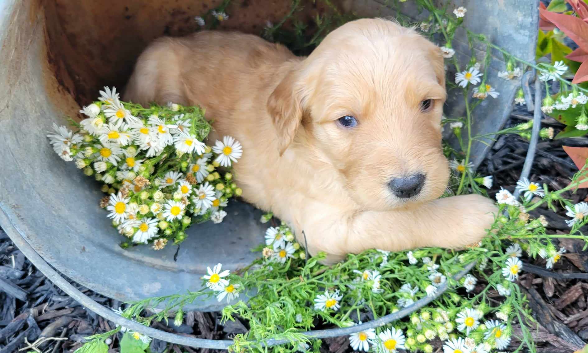 puppy, for, sale, Poodle Standard/Golden Retriever, Lana  Arnall, dog, breeder, Hartville, MO, dog-breeder, puppy-for-sale, forsale, nearby, find, puppyfind, locator, puppylocator, aca